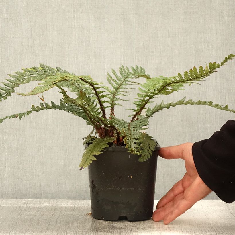 Exemplar von Polystichum Shiny Holy Fern - Fougère persistante pot de 2L wie im Herbst geliefert