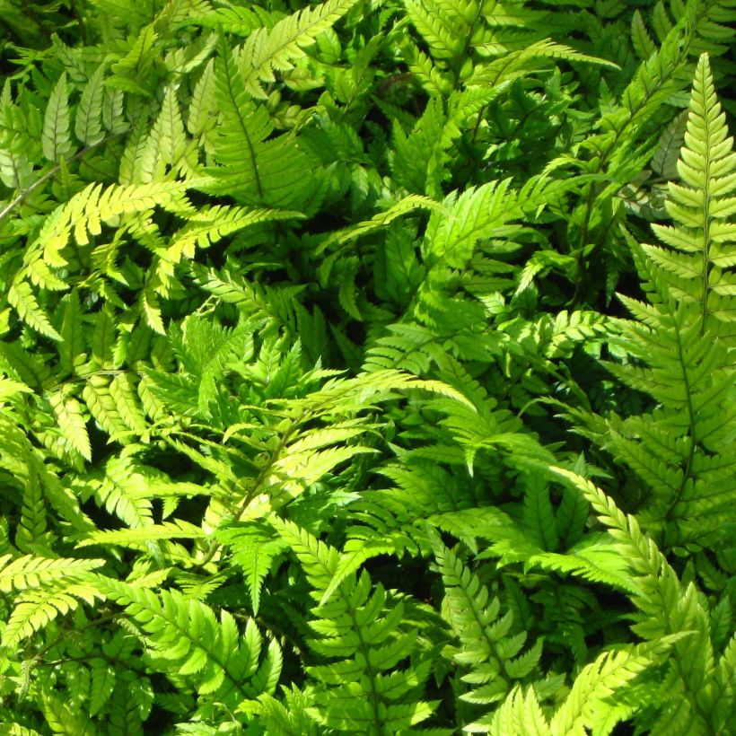 Tsus-Sima-Schildfarn - Polystichum tsus-simense (Laub)