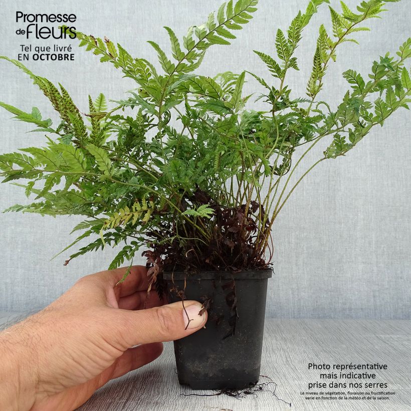 Exemplar von Polystichum tsus-simense - Aspidie, fougère Godet de 9cm wie im Herbst geliefert