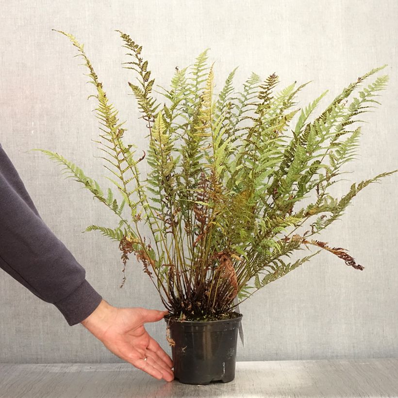 Exemplar von Polystichum tsus-simense - Aspidie, fougère Pot de 2L wie im Herbst geliefert