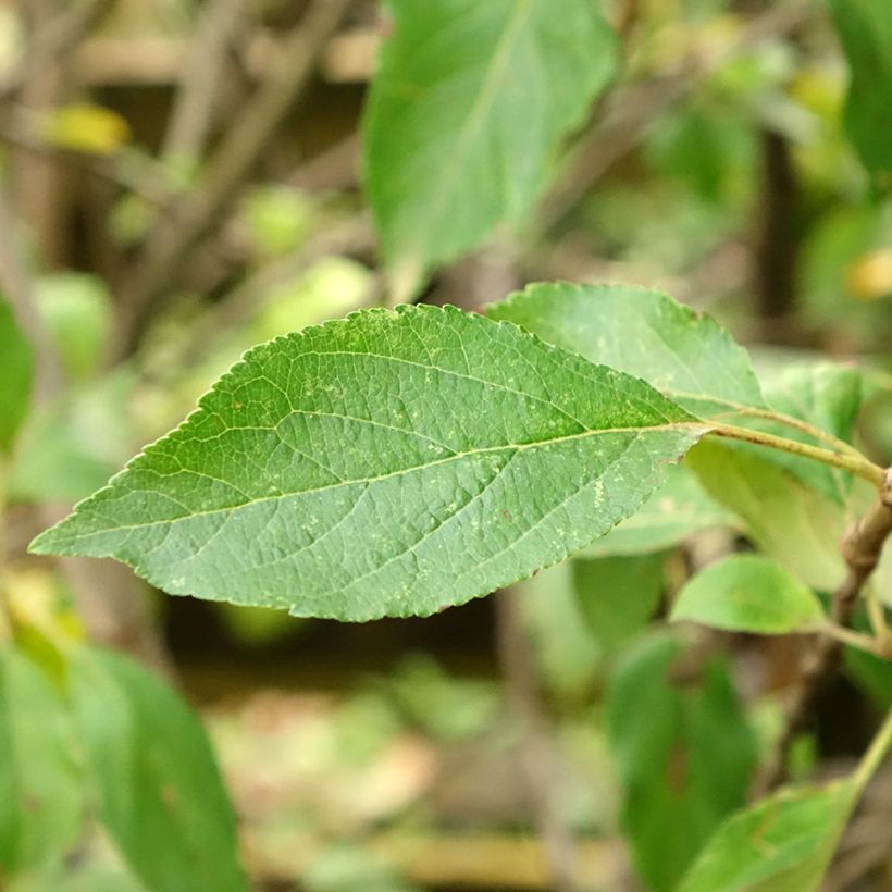 Apfelbaum Antares - Malus domestica (Laub)