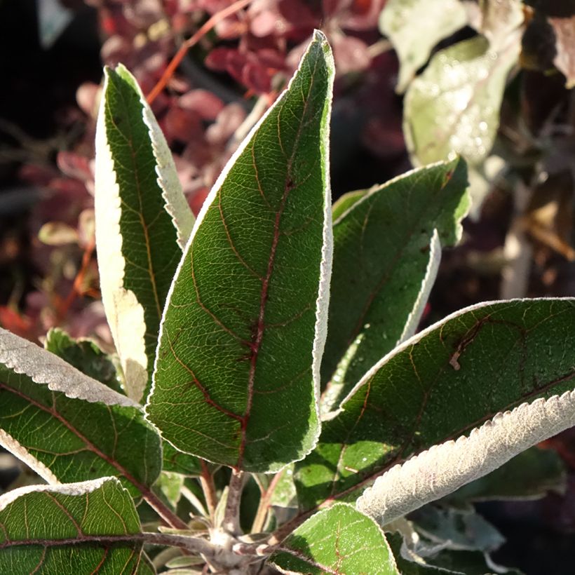 Säulenapfel Red Leaf - Malus ballerina (Laub)