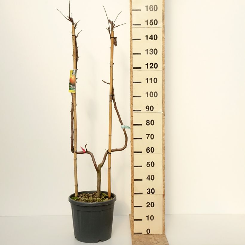 Exemplar von Apfelbaum Belle de Boskoop - Malus domestica Topf mit 12L/15L, Spalierobst einfach U-FormGelieferte Höhe ca. 100/125cm wie im Winter geliefert