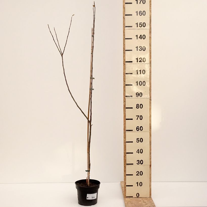 Exemplar von Apfelbaum Bramley's Seedling - Malus domestica Topf mit 4L/5L, Gobelet-FormGelieferte Höhe ca. 120/140cm wie im Winter geliefert