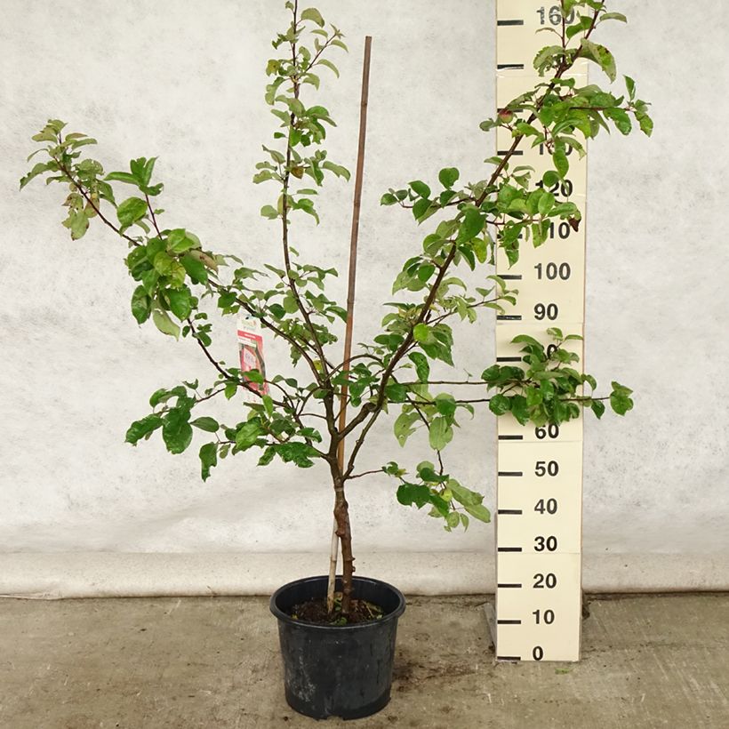 Exemplar von Apfelbaum Choupette - Malus domestica Topf mit 7,5L/10L, Gobelet-FormGelieferte Höhe ca. 140/160cm wie im Sommer geliefert