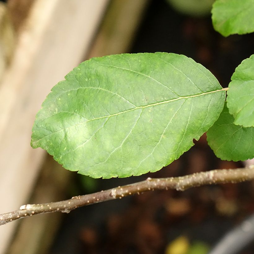 Apfelbaum Choupette - Malus domestica (Laub)