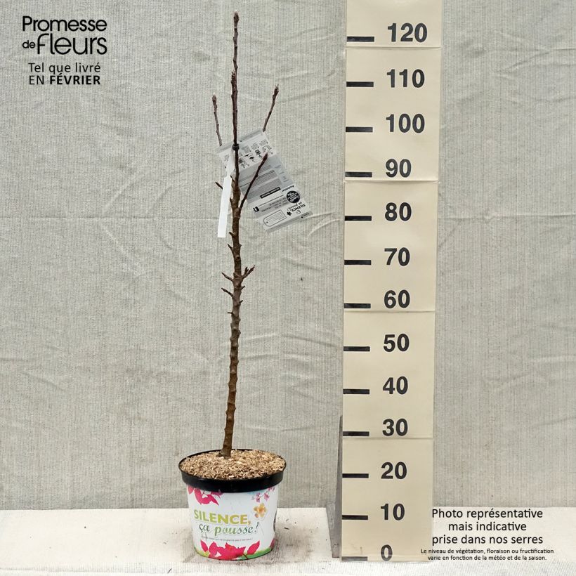 Exemplar von Pommier colonnaire Rhapsodie Pot de 7L wie im Winter geliefert