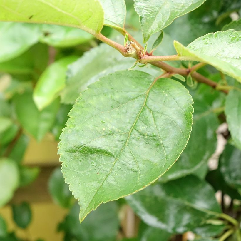 Apfelbaum Court Pendu - Malus domestica (Laub)