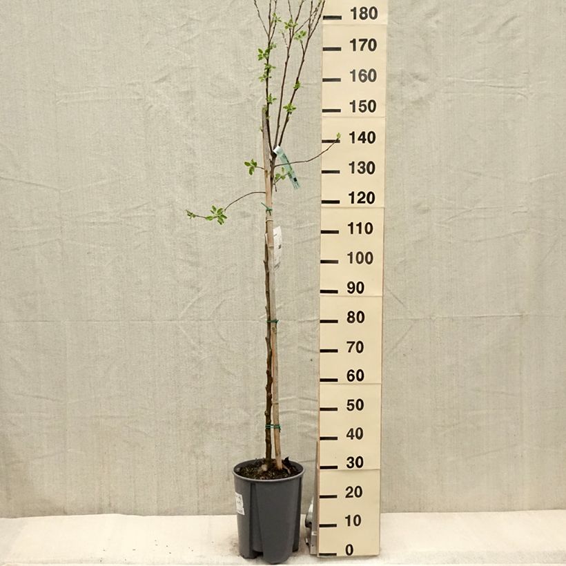 Exemplar von Apfelbaum Cox Orange - Malus domestica Topf mit 7,5L/10L, HalbstammGelieferte Höhe ca. 150/175cm wie im Frühjahr geliefert