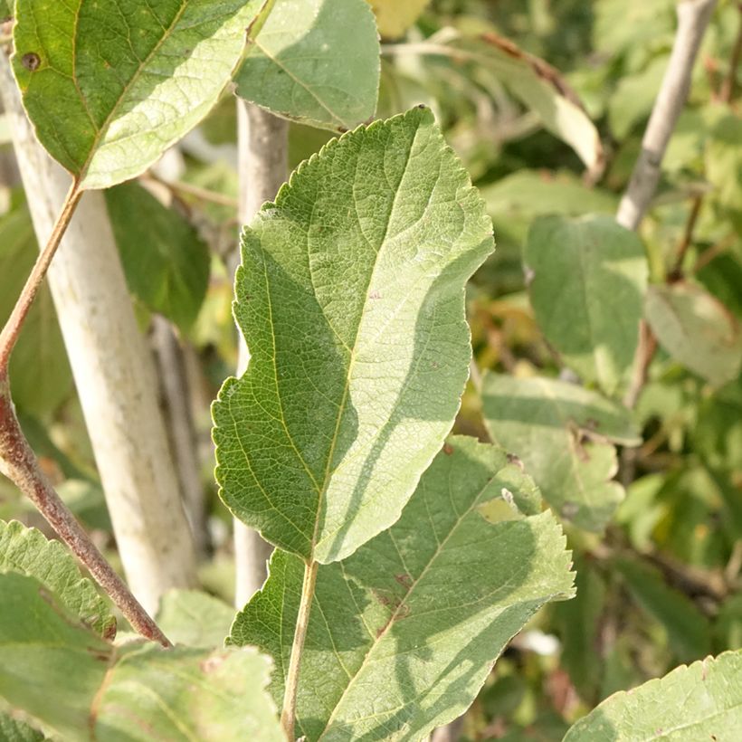 Apfelbaum Cox Orange - Malus domestica (Laub)