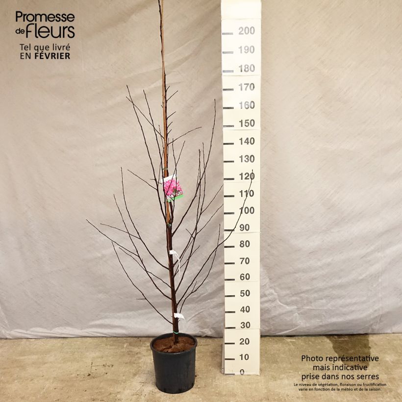 Exemplar von Pommier d'ornement - Malus Coccinella Courtarou Pot de 12L/15L wie im Winter geliefert