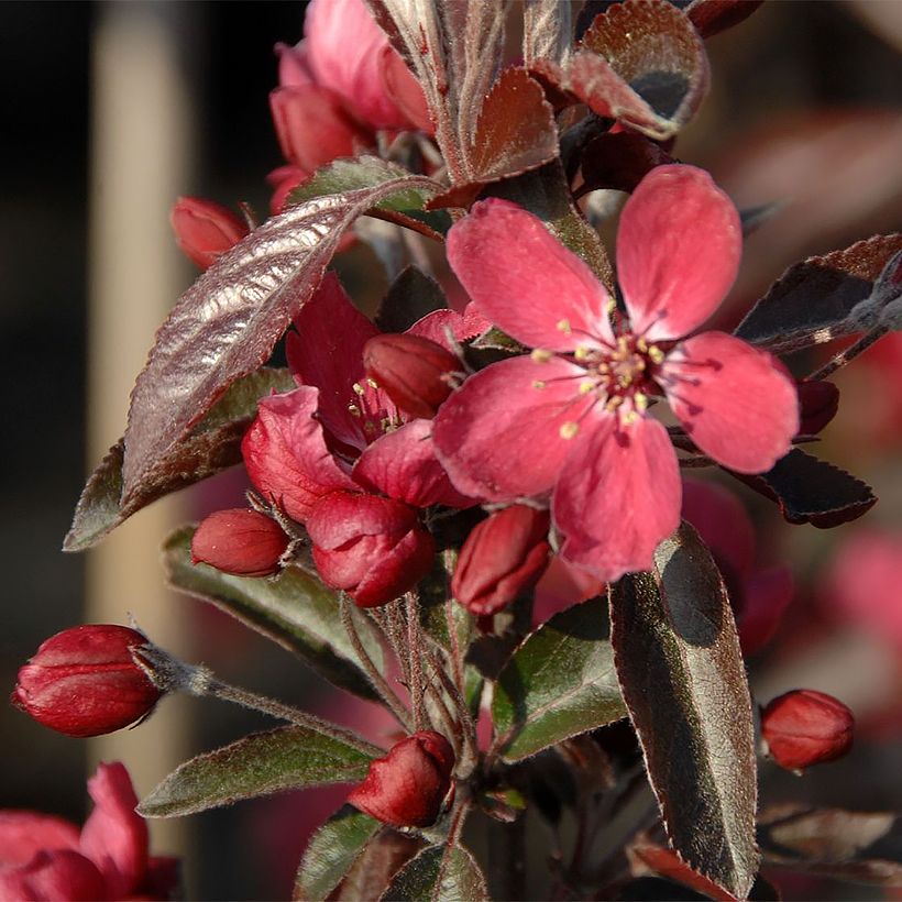 Zierapfel Dark Rosaleen - Malus (Blüte)