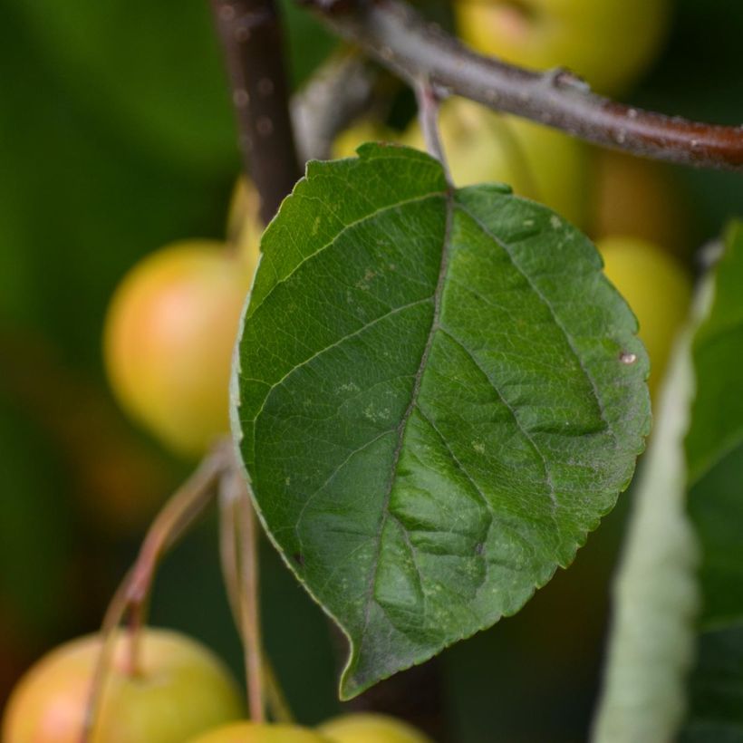 Zierapfel Golden Hornet - Malus (Laub)