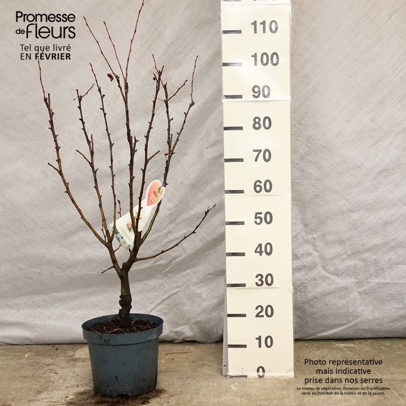 Exemplar von Pommier d'ornement - Malus Golden Hornet en pot de 5L  wie im Winter geliefert