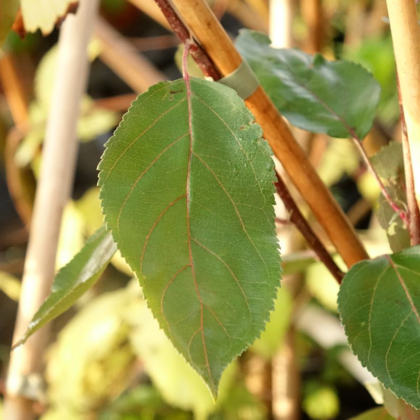 Zierapfel Hopa - Malus sieversii f. niedzwetzkyana × baccata (Laub)