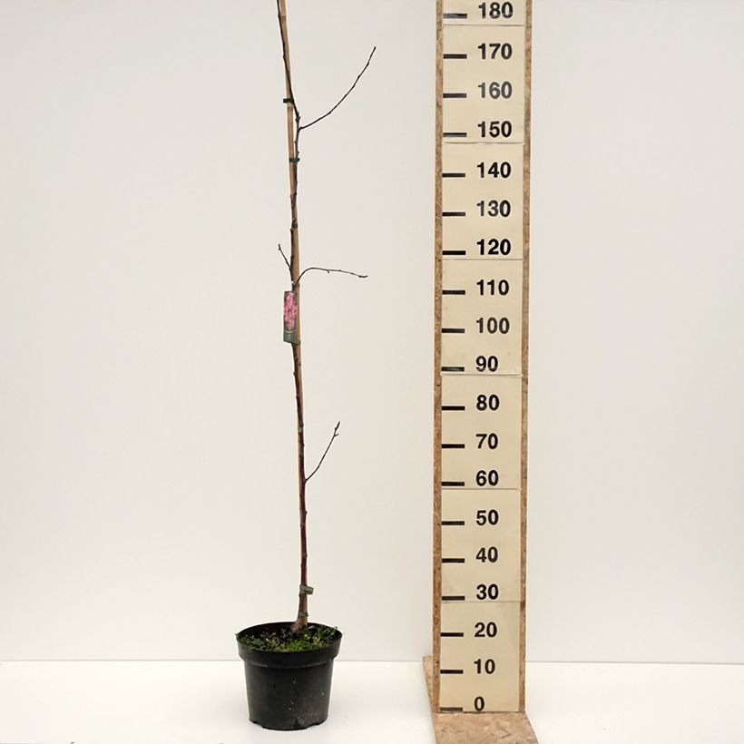 Exemplar von Malus (x) purpurea Ola - Pommier d'ornement, Pommier à fleurs, Pommetier Topf mit 7,5L/10LGelieferte Höhe ca. 200/+cm wie im Winter geliefert