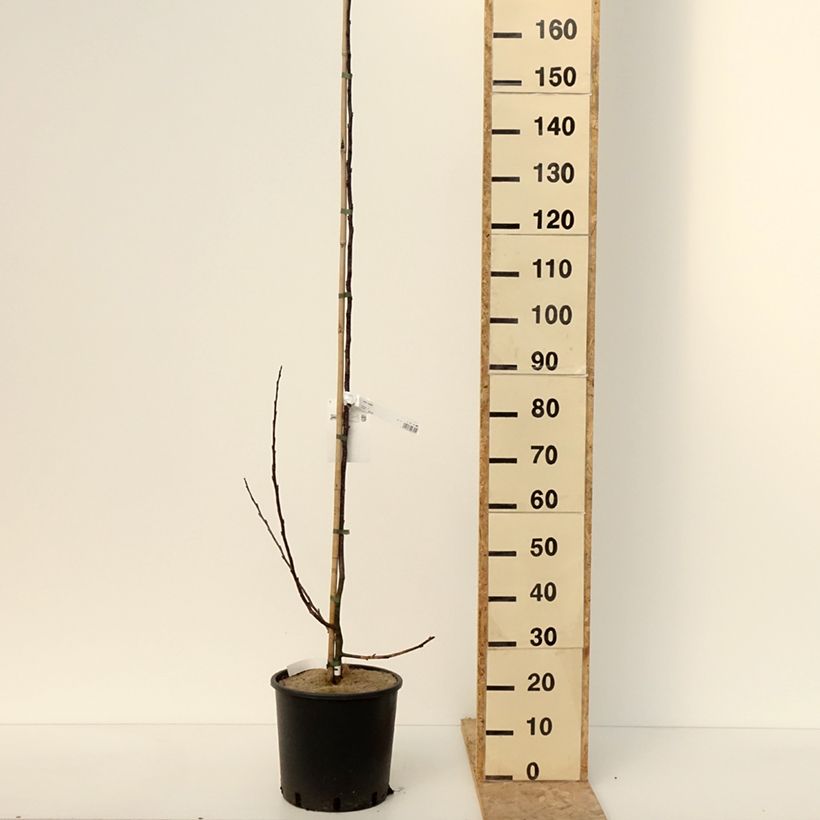 Exemplar von Zierapfel Prairiefire - Malus Topf mit 12L/15LGelieferte Höhe ca. 125/150cm wie im Winter geliefert