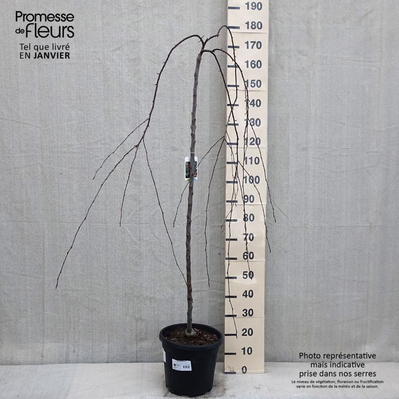 Exemplar von Pommier d'ornement - Malus Royal Beauty - Pot de 12L/15L wie im Winter geliefert