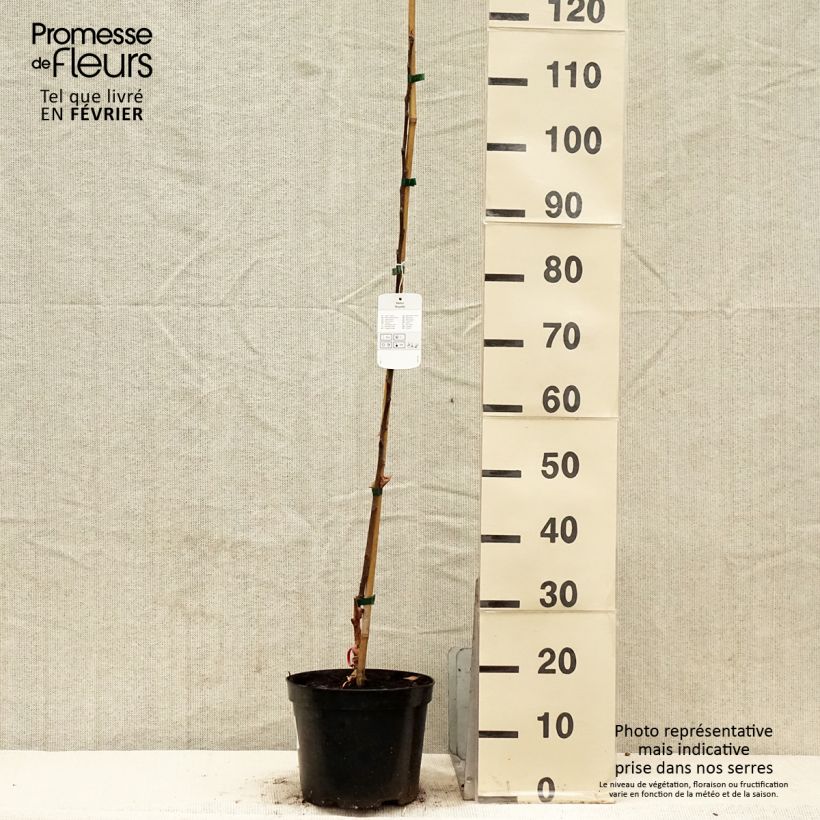 Exemplar von Pommier d'ornement - Malus Royalty en pot de 4L/5L wie im Winter geliefert