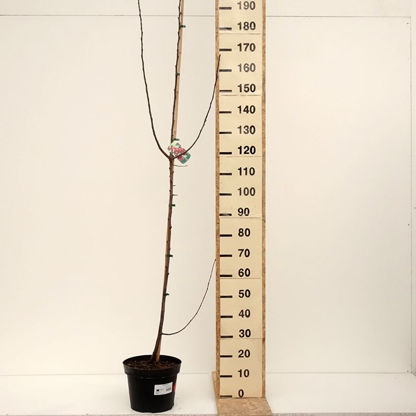 Exemplar von Zierapfel Royalty - Malus Topf mit 7,5L/10LGelieferte Höhe ca. 160/180cm wie im Winter geliefert