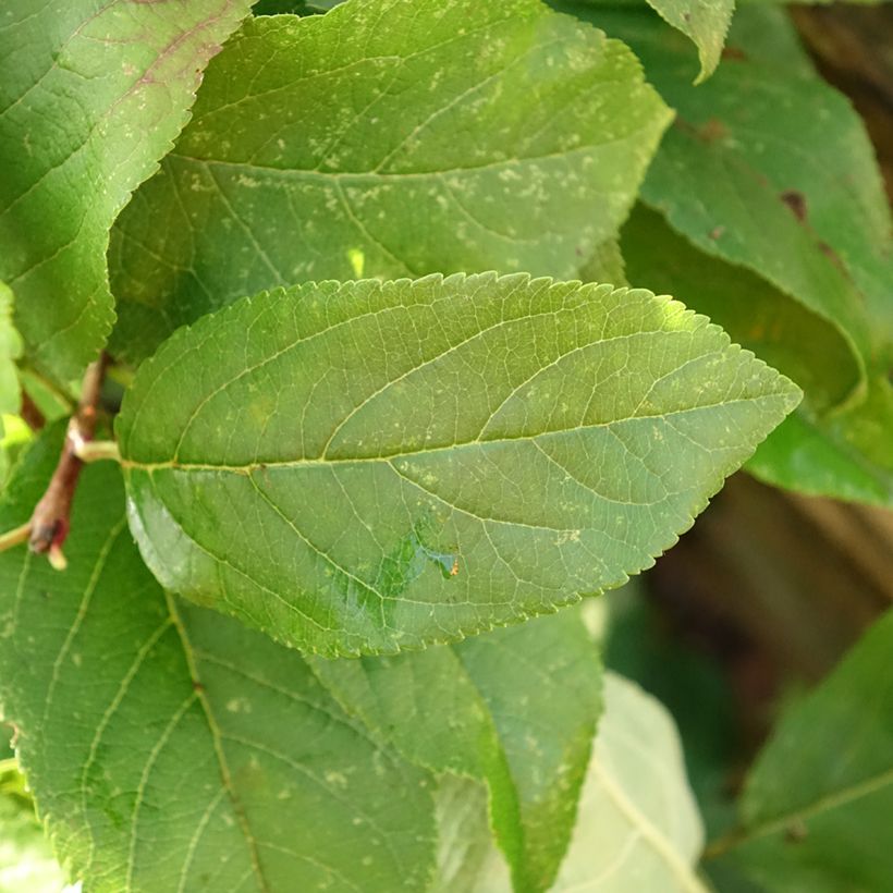 Apfelbaum Delbarestivale - Malus domestica (Laub)