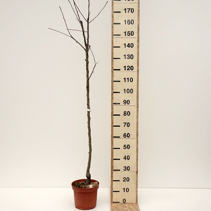 Exemplar von Apfelbaum Double Belle Fleur - Malus domestica Topf mit 7,5L/10L, HalbstammGelieferte Höhe ca. 150/+cm wie im Winter geliefert