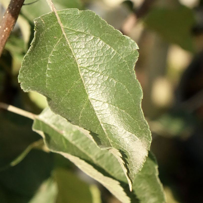 Apfelbaum Fuji - Malus domestica (Laub)