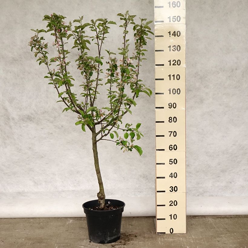 Exemplar von Apfelbaum Grand Alexandre - Malus domestica Topf mit 7,5L/10L, Gobelet-FormGelieferte Höhe ca. 140/160cm wie im Frühjahr geliefert