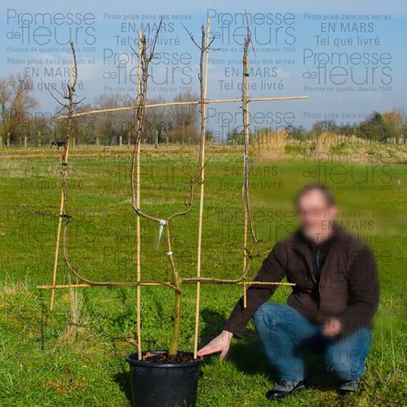 Beispiel eines Exemplars von Apfelbaum Granny Smith - Malus domestica Topf mit 18L/20L, Verrier-Palmette (U-Spalierform) wie geliefert