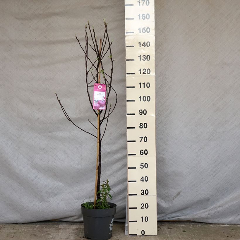 Exemplar von Apfelbaum Ingrid Marie - Malus domestica Topf mit 7,5L/10L wie im Frühjahr geliefert