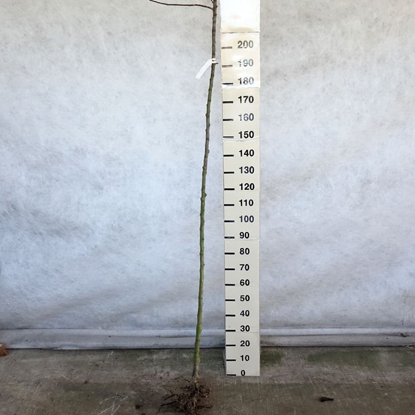 Exemplar von Pommier Jacques Lebel Haute-tige en racines nues wie im Winter geliefert