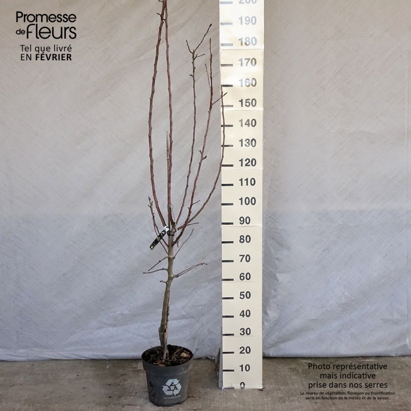 Exemplar von Pommier James Grieve Pot de 7,5L/10L wie im Winter geliefert