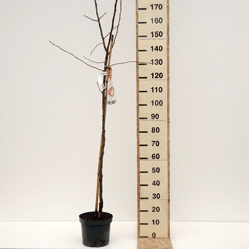 Exemplar von Apfelbaum Jonagold - Malus domestica Topf mit 7,5L/10L, Halbstamm wie im Winter geliefert