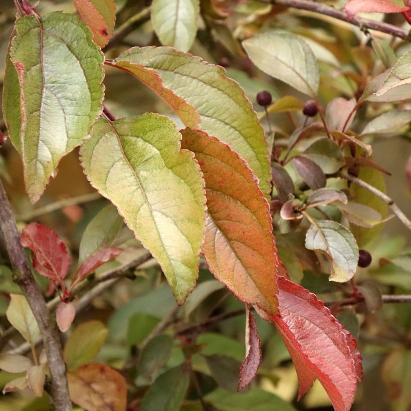 Zierapfel Diable Rouge - Malus (Laub)