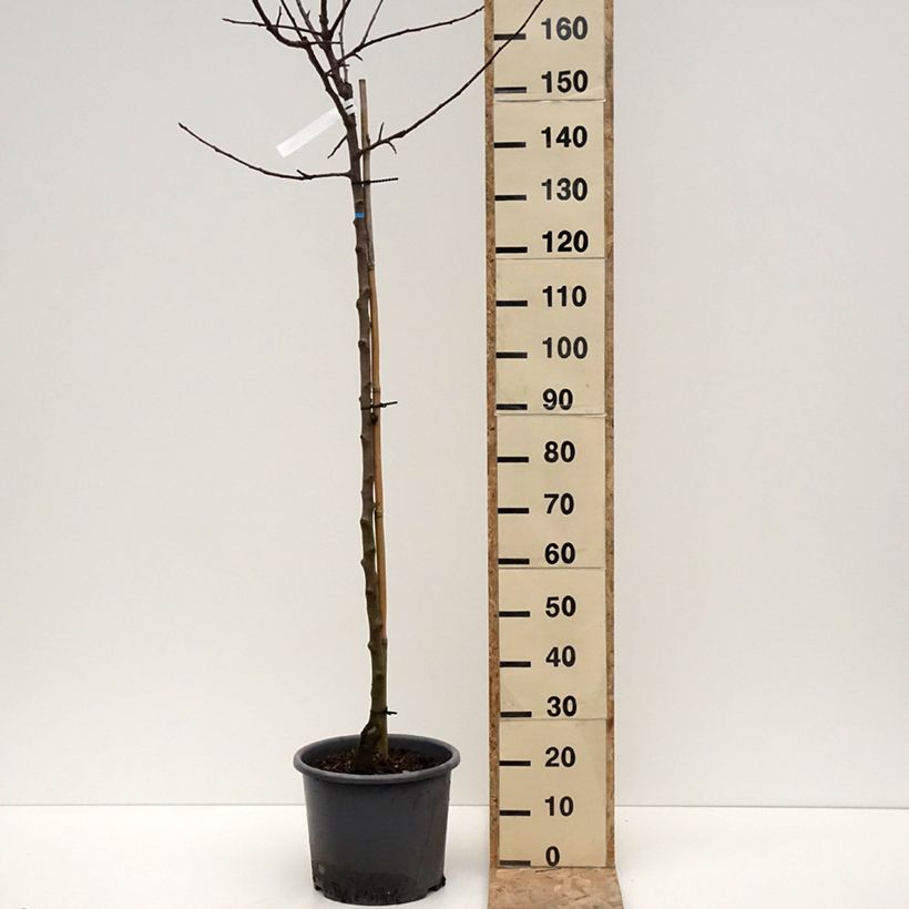 Exemplar von Apfelbaum Belchard ou Chantecler - Malus domestica Topf mit 12L/15L, HalbstammGelieferte Höhe ca. 200/220cm wie im Winter geliefert