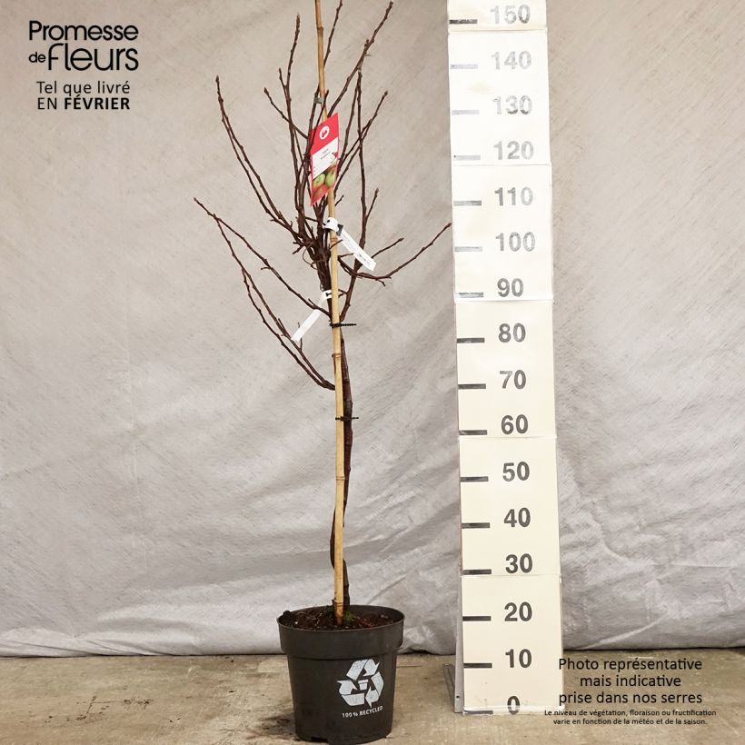 Exemplar von Pommier - Malus domestica Braeburn Pot de 10L Gobelet wie im Winter geliefert