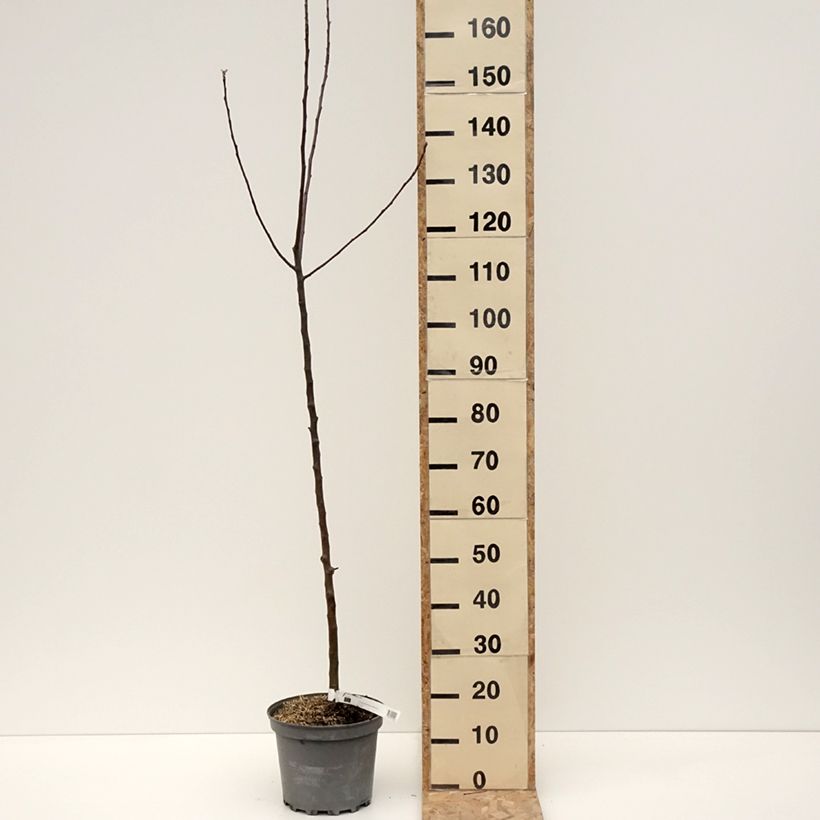 Exemplar von Apfelbaum Braeburn - Malus domestica Topf mit 7,5L/10L, HeisterGelieferte Höhe ca. 80/100cm wie im Winter geliefert