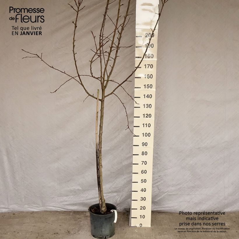 Exemplar von Pommier - Malus domestica Idared Demi-tige en pot de 12l/15l wie im Winter geliefert