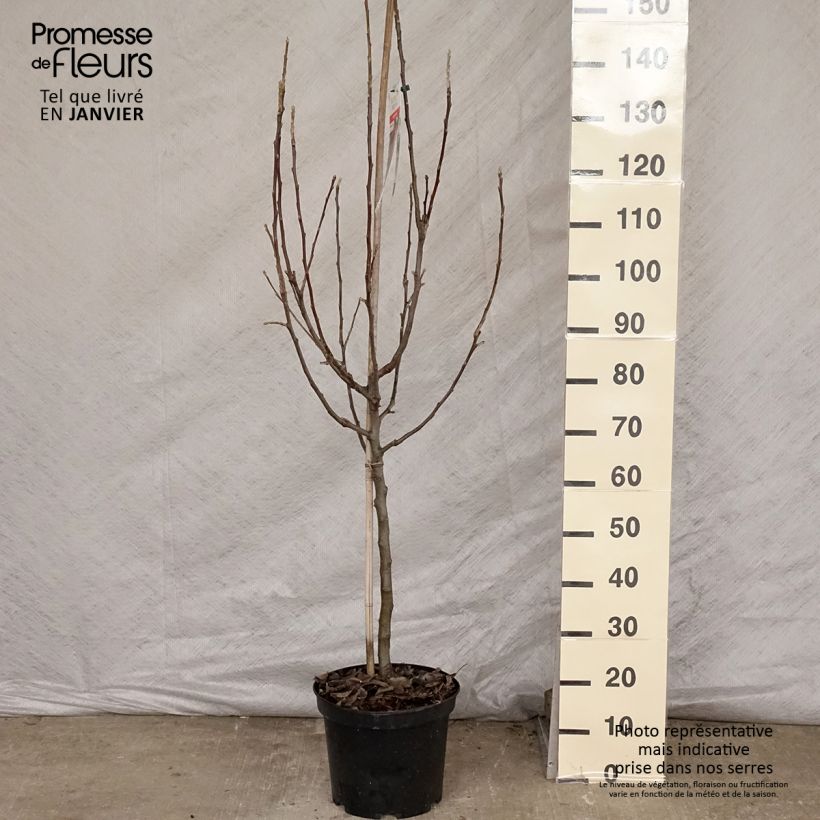 Exemplar von Pommier Idared - Malus domestica Pot de 7,5L/10L, GobeletHauteur livrée env. 140/160cm wie im Winter geliefert