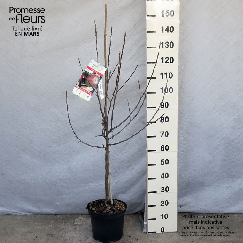 Exemplar von Apfelbaum Idared - Malus domestica Topf mit 7,5L/10L, Gobelet-FormGelieferte Höhe ca. 140/160cm wie im Frühjahr geliefert