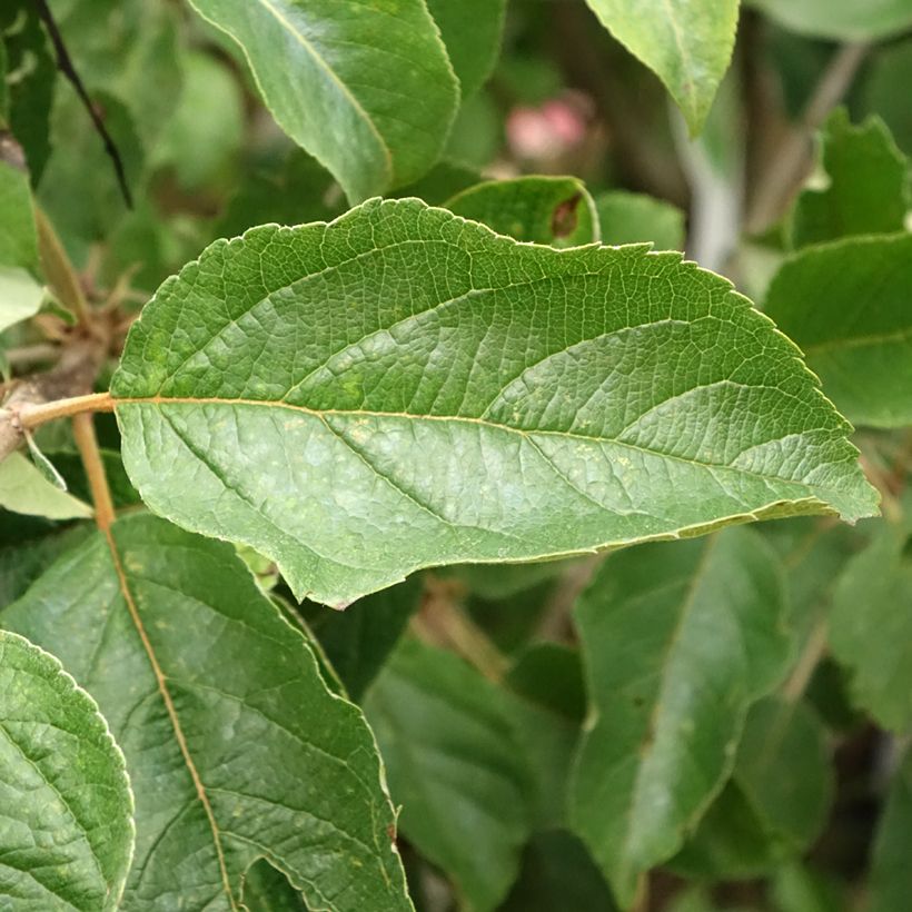 Apfelbaum Idared - Malus domestica (Laub)