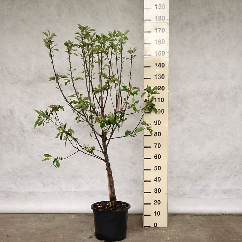 Exemplar von Apfelbaum Melrose - Malus domestica Topf mit 7,5L/10L, Gobelet-FormGelieferte Höhe ca. 140/160cm wie im Frühjahr geliefert