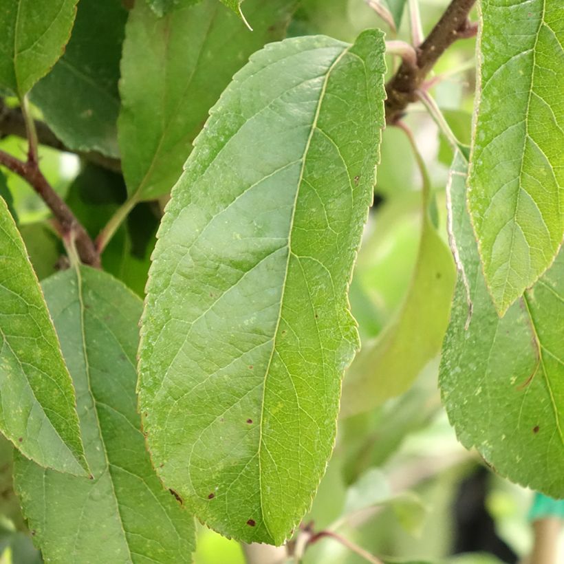 Zwergapfelbaum Fruit Me Apple Me Red Gala - Malus domestica (Laub)