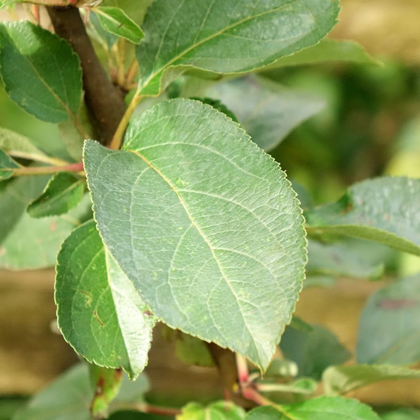 Apfelbaum Reinette Clochard - Malus domestica (Laub)