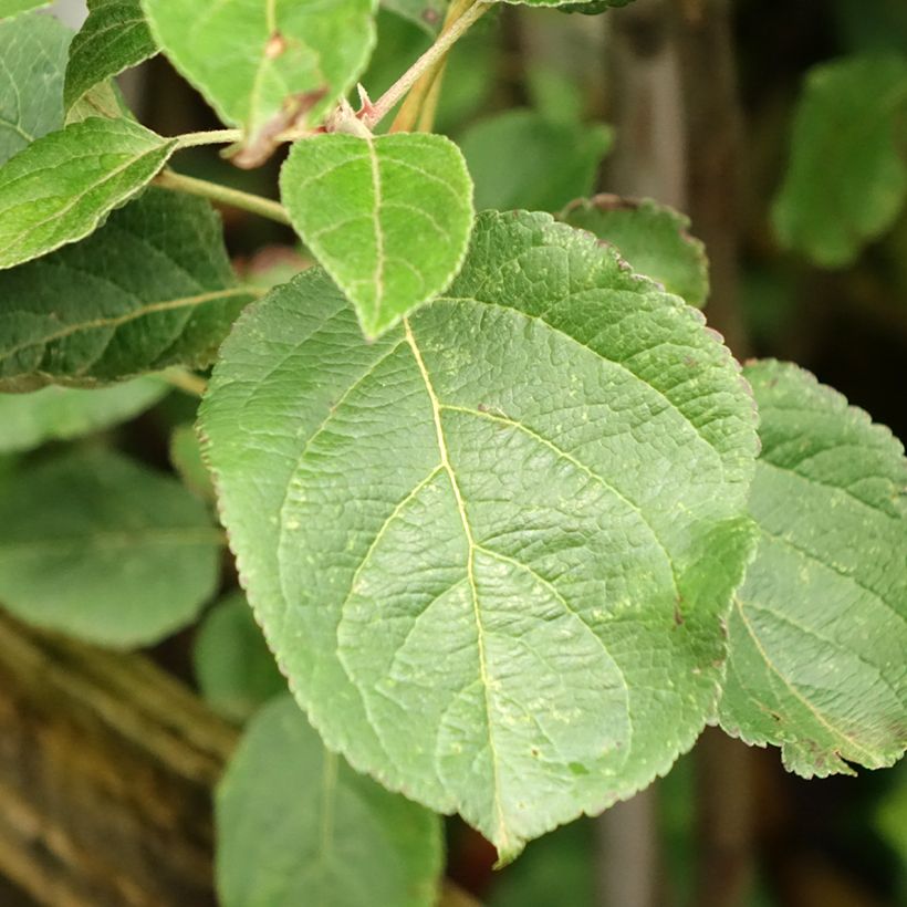 Apfelbaum Reinette de Caux - Malus domestica (Laub)