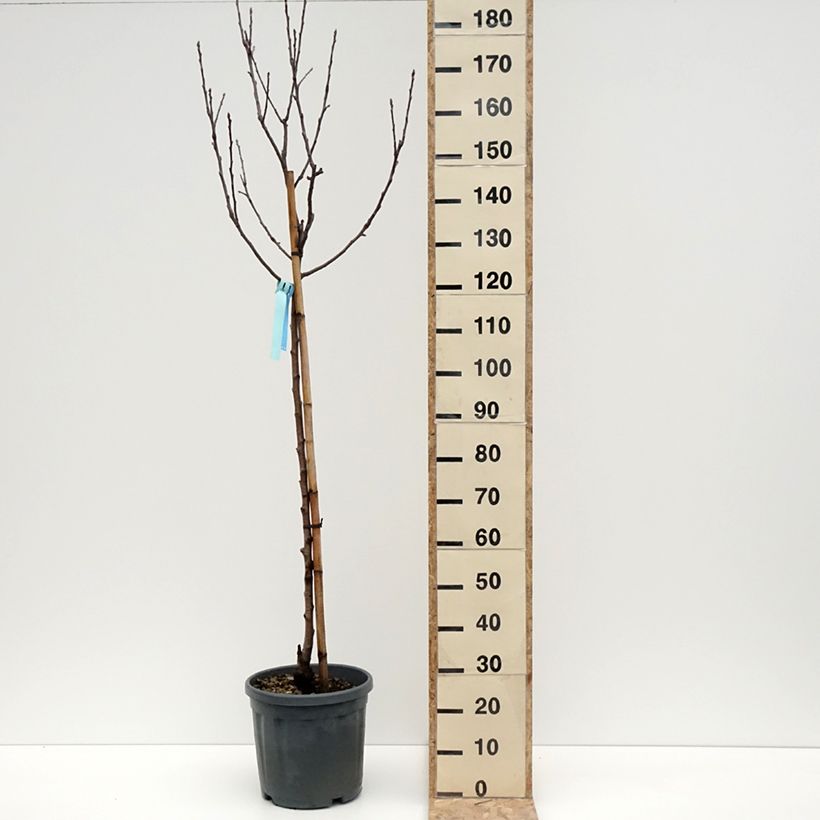 Exemplar von Apfelbaum Royal Gala - Malus domestica Topf mit 12L/15L, HalbstammGelieferte Höhe ca. 200/220cm wie im Winter geliefert