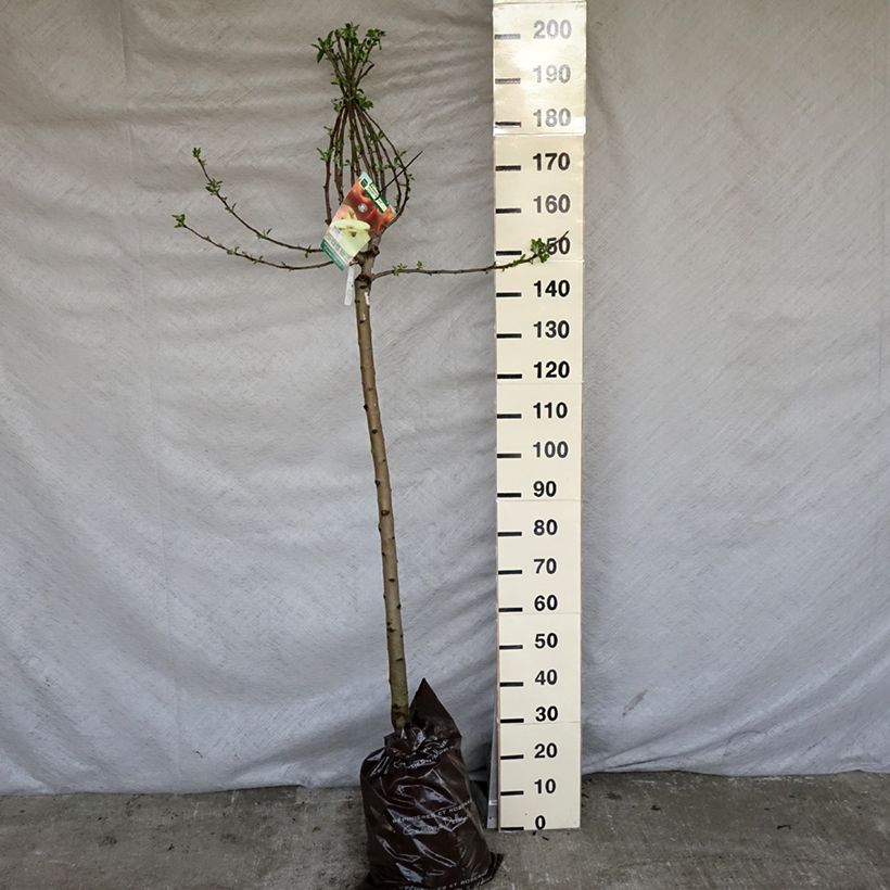 Exemplar von Apfelbaum Royale Delbard delfloga - Malus domestica Plug "Fertig-zum-Pflanzen", HalbstammGelieferte Höhe ca. 190/+cm wie im Frühjahr geliefert