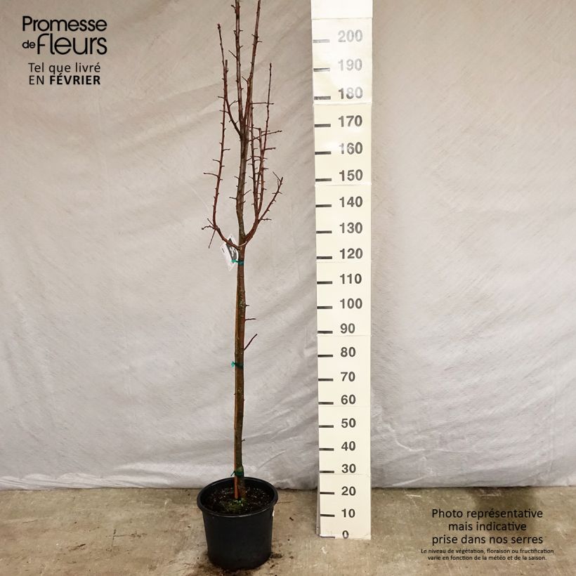 Exemplar von Pommier trilobé - Malus trilobata Pot de 12L/15L wie im Winter geliefert