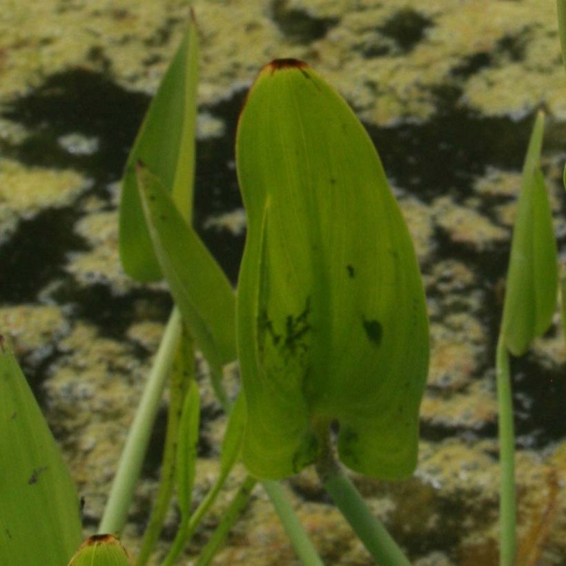 Pontederia cordata White Pike - Hechtkraut (Laub)