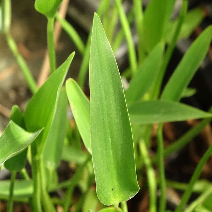 Pontederia lanceolata - Herzblättriges Hechtkraut (Laub)